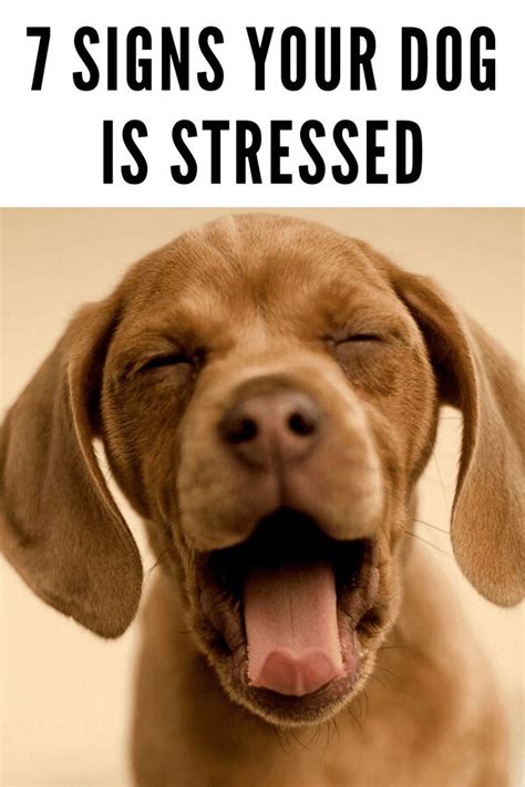 7 Signs Your Dog Is Stressed Dog Body Language Dog Stress Happy Dog