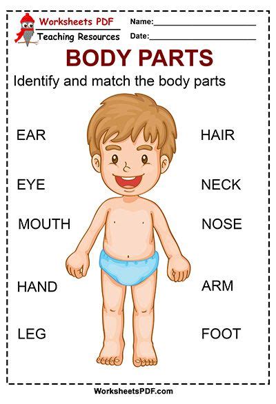 Pin on Body Parts - Worksheets PDF