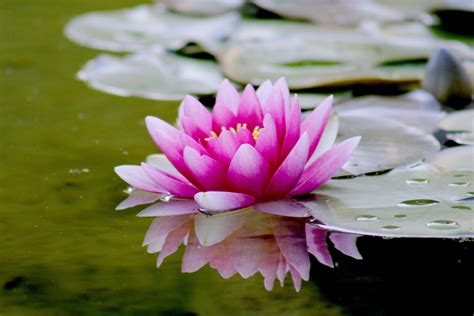 Pink Water Lily Flower On Water · Free Stock Photo