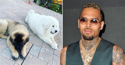 Chris Brown Sued By Former Housekeeper After Alleged