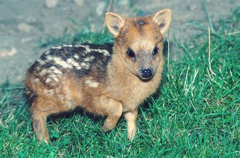 6 Cutest Photos Of The Smallest Deer In The World Beautyharmonylife