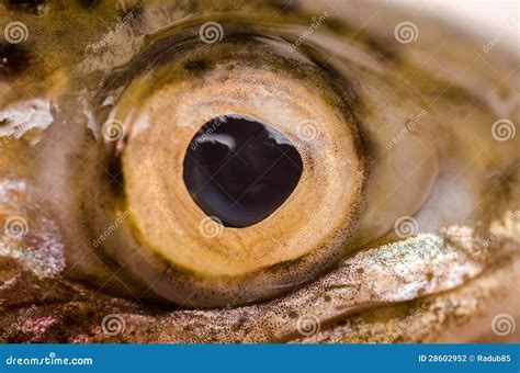 Fish Eye Stock Photography Image 28602952