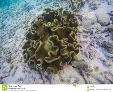 Corals At Maldives Indian Ocean Plants Stock Photo
