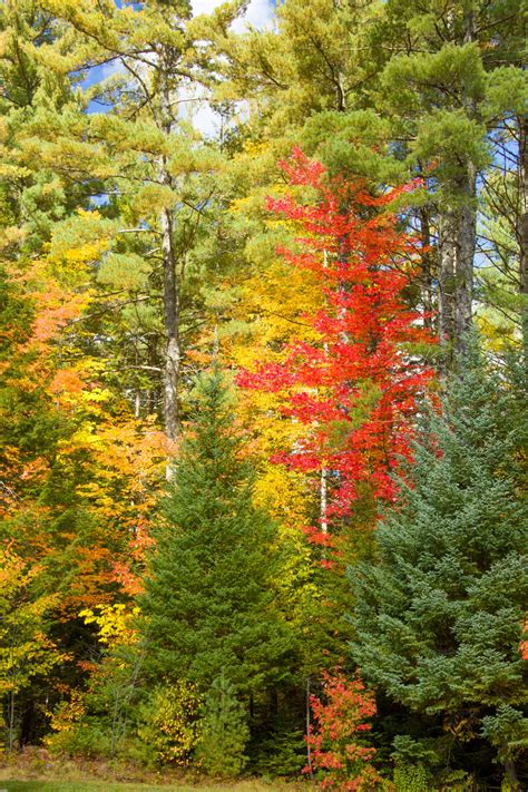 Autumn Trees Free Stock Photo Public Domain Pictures