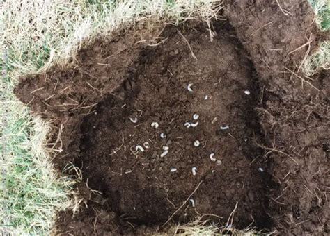 Lawn Grubs How To Identify And Get Rid Of Them Amaze Vege Garden