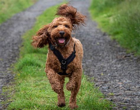 17 Cockapoo Haircuts For Your Furry Best Friend Hairstylecamp