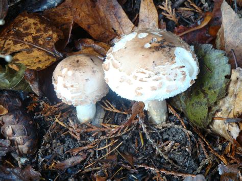 Pacific Nw Mushrooms Mushroom Hunting And Identification Shroomery