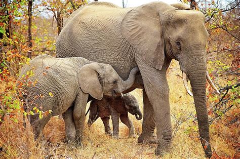 African Mammals Photograph By Shannon Benson