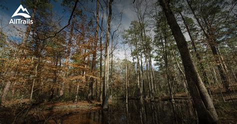 Feel free and take in the beauty of this nation forest which is right in your own backyard—east texas! Best Trails in Angelina National Forest - Texas | AllTrails