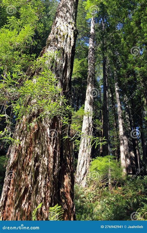 Giant Coast Redwood Trees Sequoia Sempervirens In Redwoods National