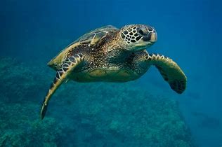 Image result for sea turtle