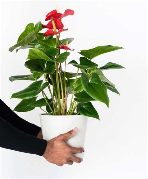 Red Anthurium Best Indoor Flower Plants For Beginners Popsugar Home