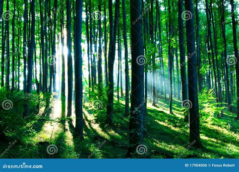 Green Forest Stock Photo Image Of Natural Branch Forest 17904006