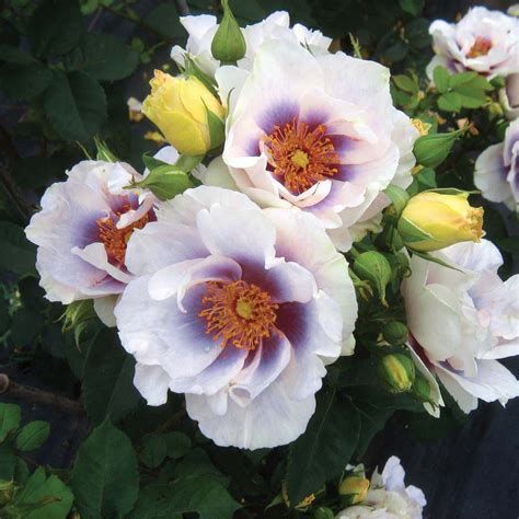 C&k jones, rose barni (италия). Rose 'Blue Eyes' This astonishing repeat-flowering ...