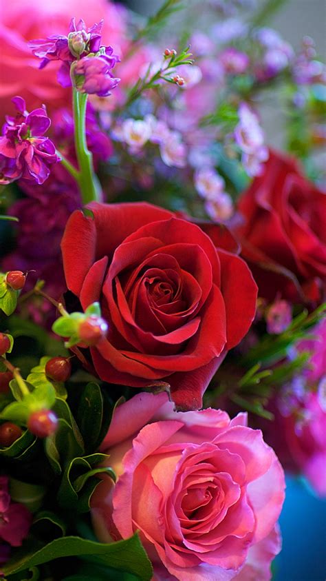 Rose Flower Hd Wallpaper For Android Best Flower Site