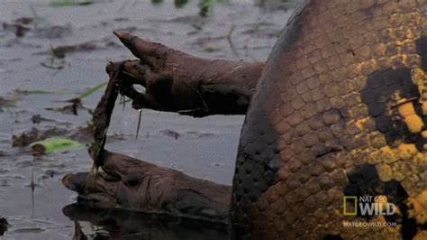 Anaconda Swallows A Capybara But Not Without A Struggle That Ripped Up