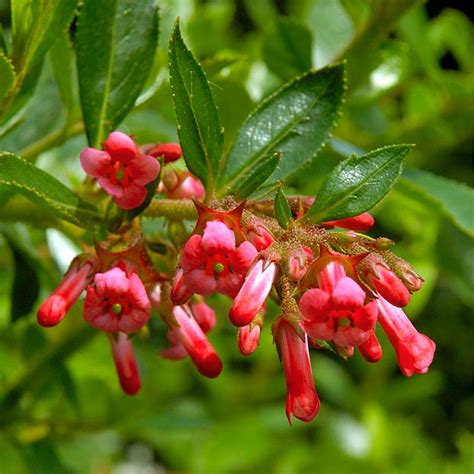 We did not find results for: Red Escallonia Hedging Plants - Hedges Direct UK