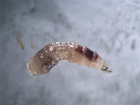 Creepy Dreadful Wonderful Parasites Case Of The Week 591