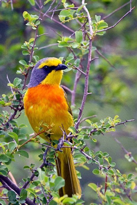 Tropical Birds Exotic Birds Colorful Birds Pretty Birds Beautiful