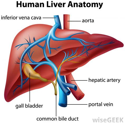 Liver Segment Anatomy Portal Vein Hepatic Veins Png Clipart Anatomy Sexiz Pix