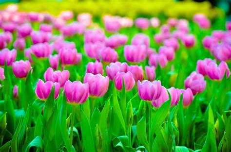 Colorful Tulips Flowers Plants Wallpapers Hd Desktop