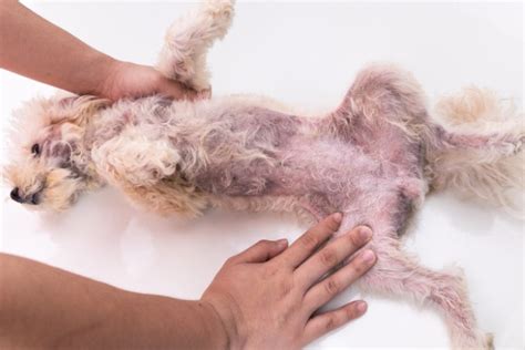 Yeast Dermatitis Malassezia In Dogs Your Dogs Skin Douxo S3 Uk