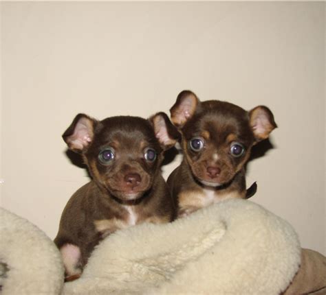 Brown Chihuahua Puppies Picturepng 3 Comments Hi Res 720p Hd