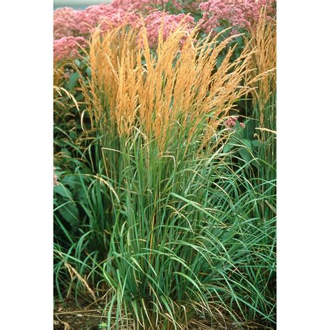 Grass Karl Foerster Feather Reed Tall Ornamental Grasses Ornamental