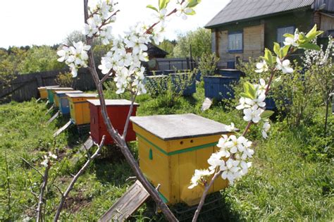 Сезонные работы на пасеке. Весенний уход за пчелами. Как заменить ...