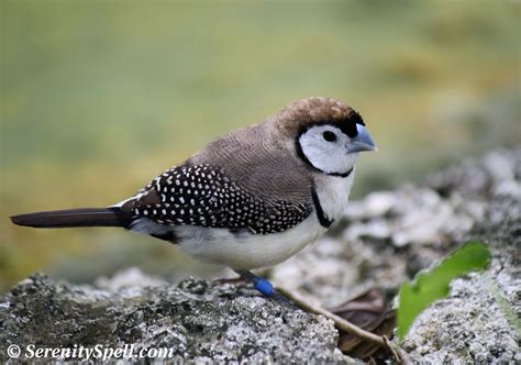 Owl Finch Finch Pretty Birds Bird Pictures