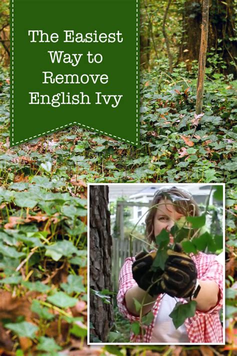 Top 8 How To Get Rid Of Ivy In Yard