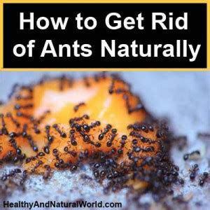 Having ants in the home is a constant battle faced by so many people. Change for the better :): April 2014