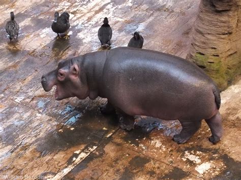 Baby Hippo Yawning Afrykarium Zoochat