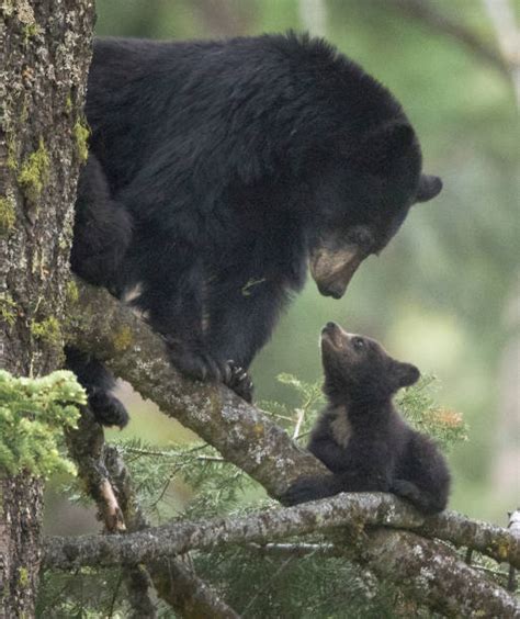 5 400 bildbanksfoton bilder och royaltyfria bilder med amerikansk svartbjörn fotografier istock