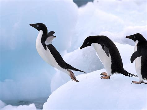 Animals Penguins Wallpapers Hd Desktop And Mobile