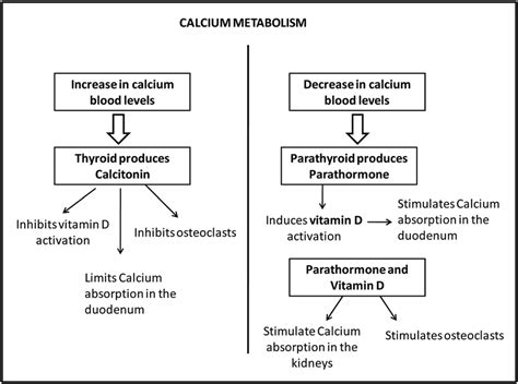 1 Schematic Metabolism Of Calcium Download Scientific Diagram
