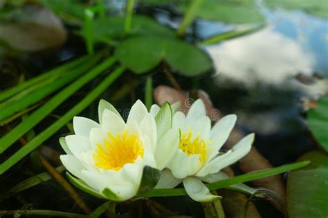 White Lotus With Yellow Pollen On Surface Of Pond Stock Image Image