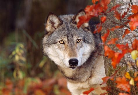 Wolf Animal Stock Photos Kimballstock