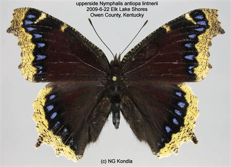 Also american elm (ulmus americana), cottonwood (populus deltoides), aspen (p. Mourning Cloak Nymphalis antiopa (Linnaeus, 1758 ...