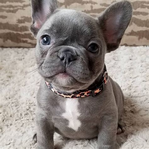 Forever magazine delves into everything you ever wanted to know about french bulldogs & why they they are the cutest pets around. Pin on French Bulldogs!!!!