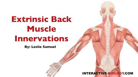With referred pain and a combination of neurological and musculoskeletal causes. 094 Innervations Of The Extrinsic Back/Shoulder Muscles ...