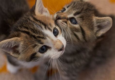 The Kitten Nursery • Kitten Rescue