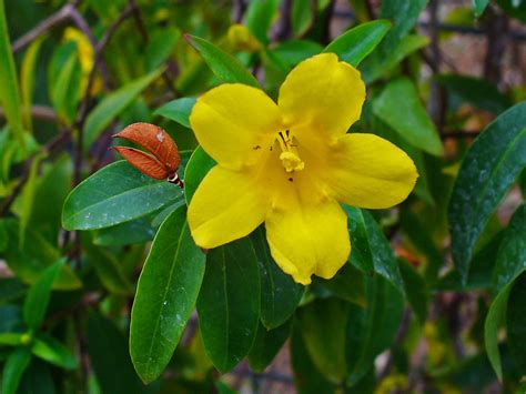 Yellow Jessamine Facts And Health Benefits