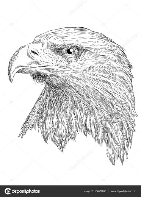 Head Of Bald Eagle Hand Draw Monochrome On White Stock Photo By