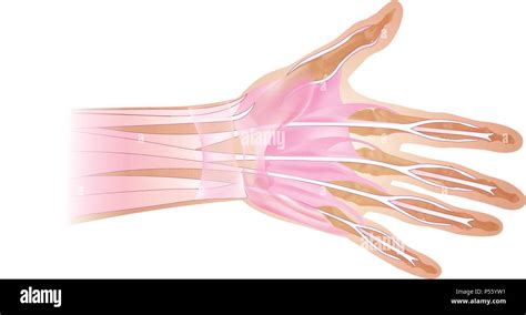 Anatomía De La Mano Y Los Dedos De Los Huesos Vista Desde Arriba