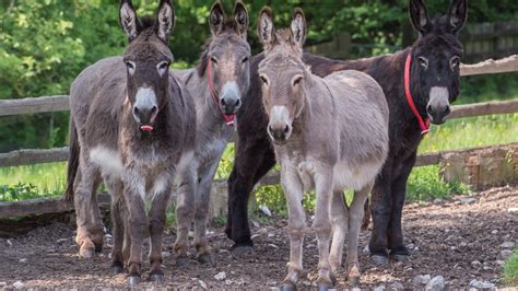 The Donkey Sanctuary Devon Delivers