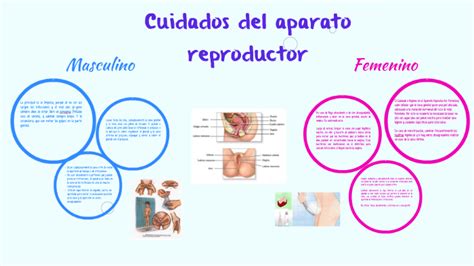 Cuidados Del Aparato Reproductor Masculino Y Femenino By Sara Dulce
