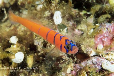 Bluebanded Goby Photo Stock Photograph Of A Bluebanded Goby