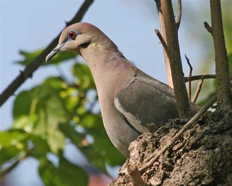Critic reviews for the wings of the dove. White-winged Dove photos | Birdspix