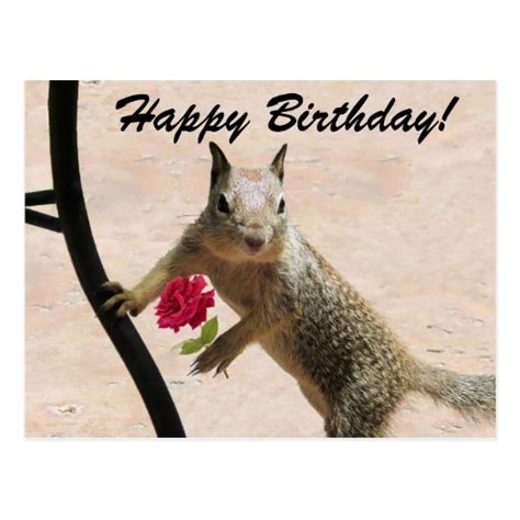 Squirrel Holding A Rose Birthday Greeting Card Zazzle